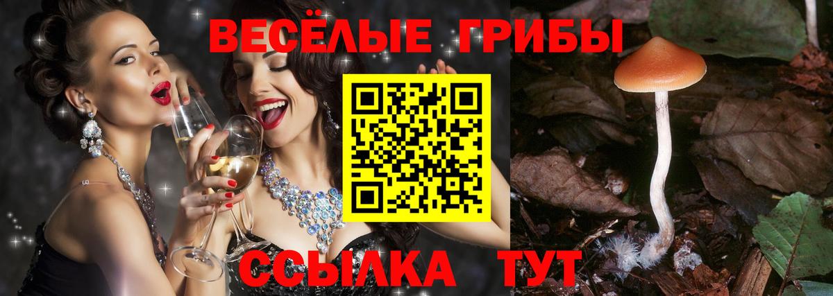 Псилоцибиновые грибы Psilocybine cubensis  Иваново 